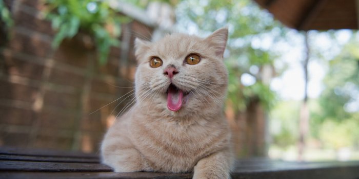 cute cat stick out his tongue in the garden