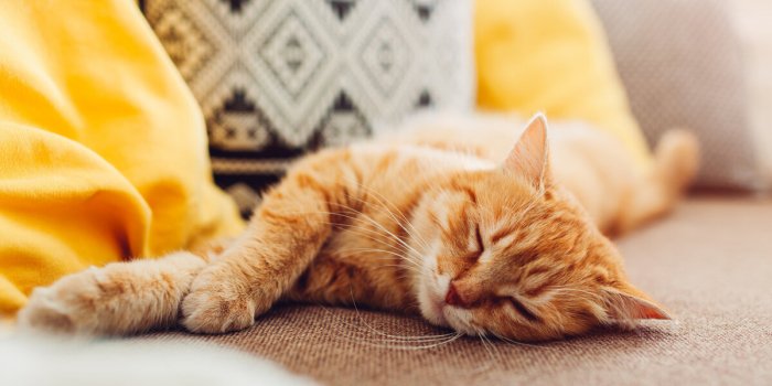 ginger cat sleepng on couch in living room surrounded with cushions pet relaxing at home