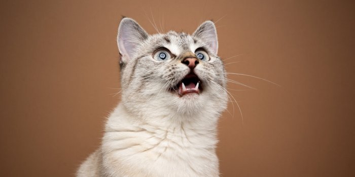 excited cat chattering or meowing with mouth open looking up on brown background