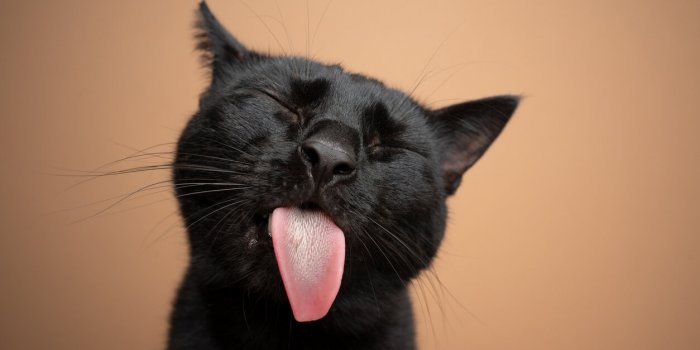 funny black cat sticking out tongue on brown background