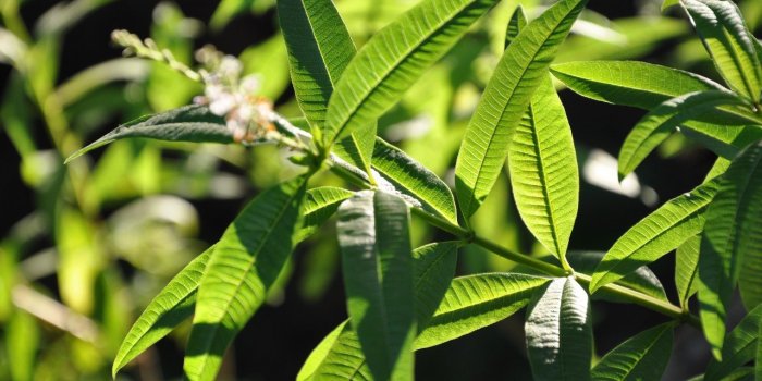 Sommeil : 5 épices et aromates qui aident à mieux dormir