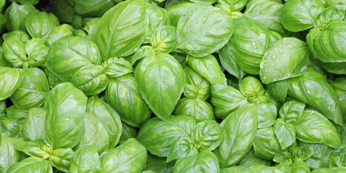 Sommeil : 5 épices et aromates qui aident à mieux dormir