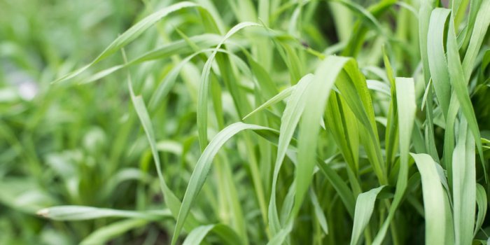Rétention dâeau : 8 plantes pour des jambes plus légères
