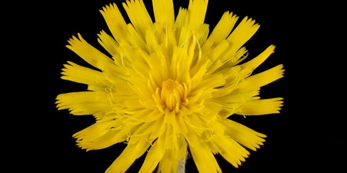 Rétention dâeau : 8 plantes pour des jambes plus légères