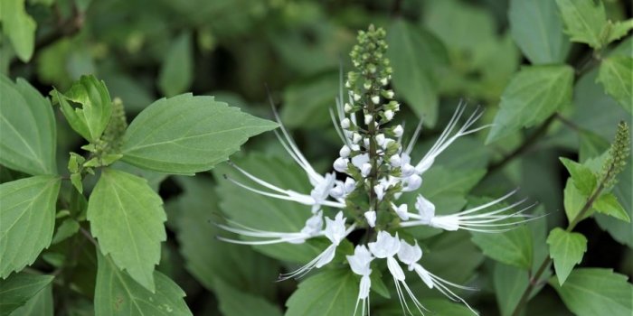 RÃ©tention dâeau : 8 plantes pour des jambes plus lÃ©gÃ¨res