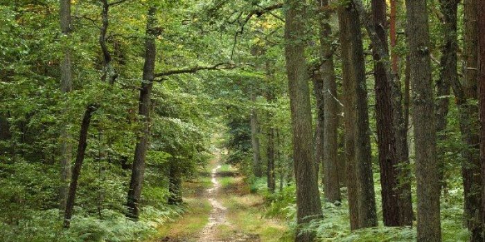 Maladie de Lyme : les 6 zones à risques de morsure de tiques