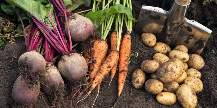Bactérie E. coli : 5 aliments à risque