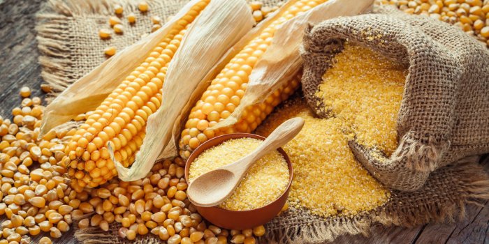 corn groats and seeds, corncobs on wooden rustic table selective focus