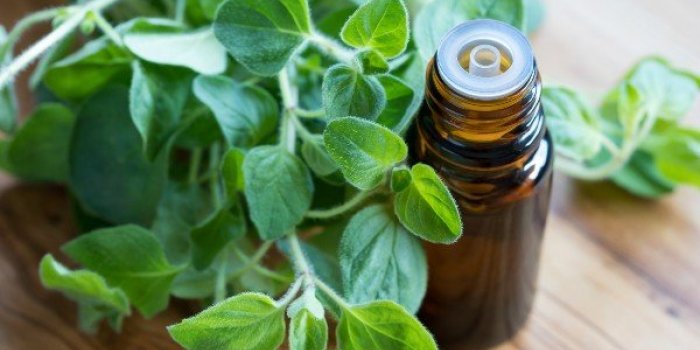 Tiques : 10 rÃ©pulsifs naturels pour les Ã©loigner