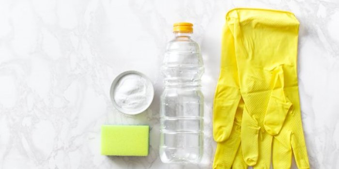 Tiques : 10 répulsifs naturels pour les éloigner