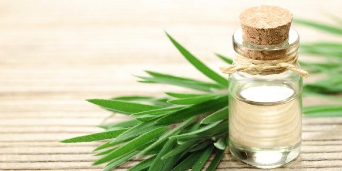 Tiques : 10 répulsifs naturels pour les éloigner
