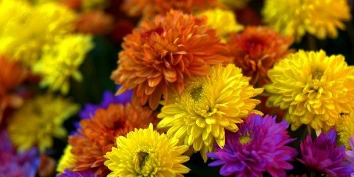 Tiques : 10 répulsifs naturels pour les éloigner