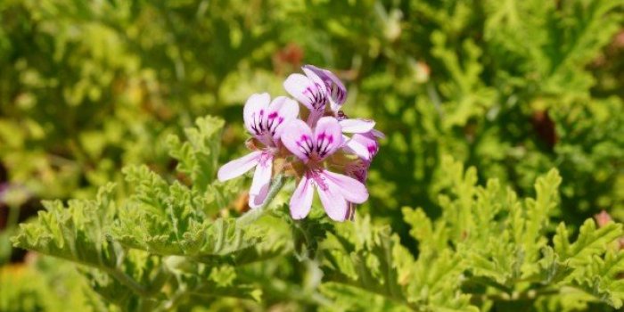 Tiques : 10 rÃ©pulsifs naturels pour les Ã©loigner