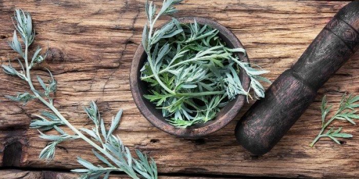 Tiques : 10 répulsifs naturels pour les éloigner