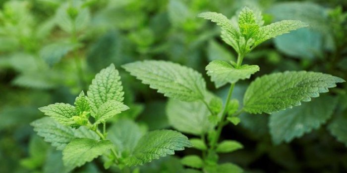 Tiques : 10 répulsifs naturels pour les éloigner