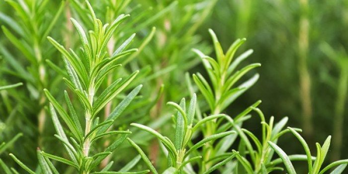 Tiques : 10 répulsifs naturels pour les éloigner