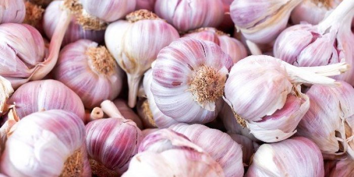 Tiques : 10 répulsifs naturels pour les éloigner