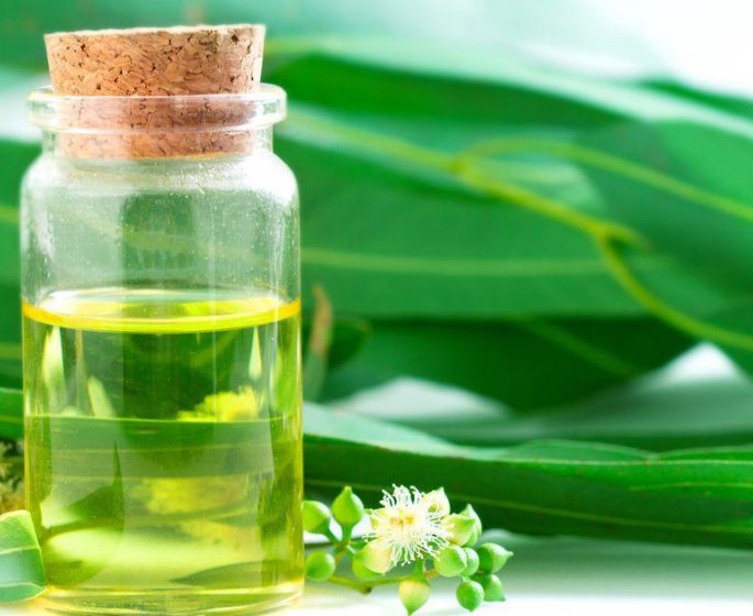 L-eucalyptus, la plante aux mille vertus !