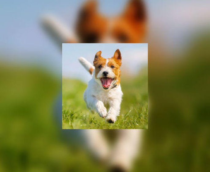 Jack Russell terrier : un compagnon plein d-energie !