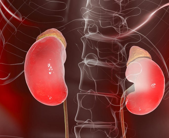 Diabete et complication renale : surveiller la creatinine