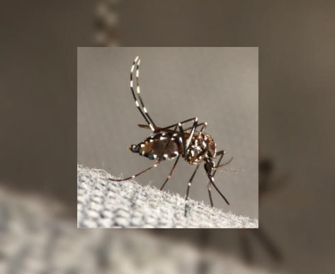 Attention au moustique tigre en France
