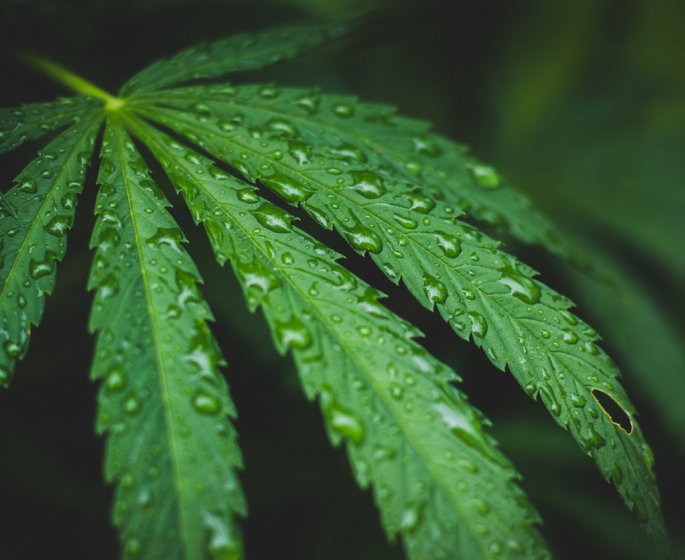 Epilepsie infantile : un medicament a base de cannabis autorisee