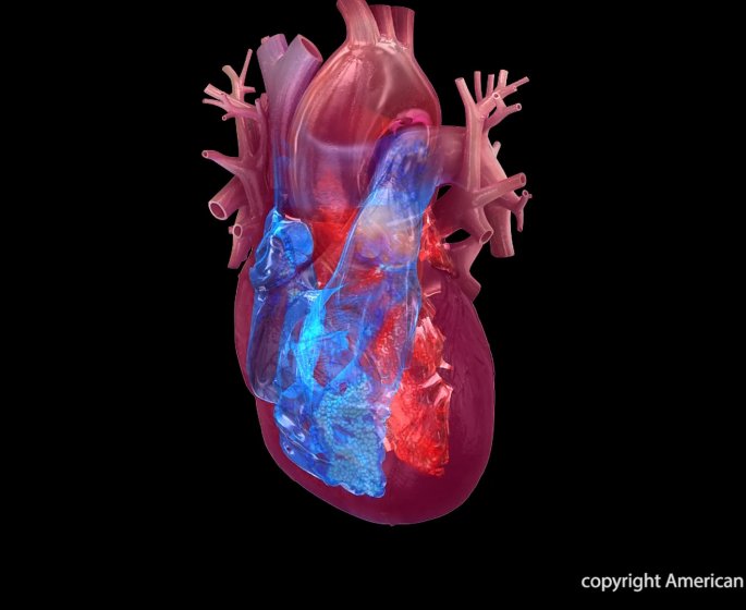 Maladies cardiaques : ces 6 metiers nefastes pour le cœur des femmes