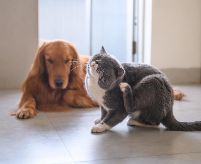 Chien et chat : comment en finir avec les puces