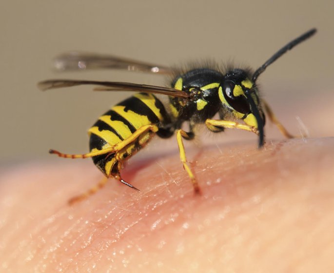 3 piqures d-insectes a prendre au serieux