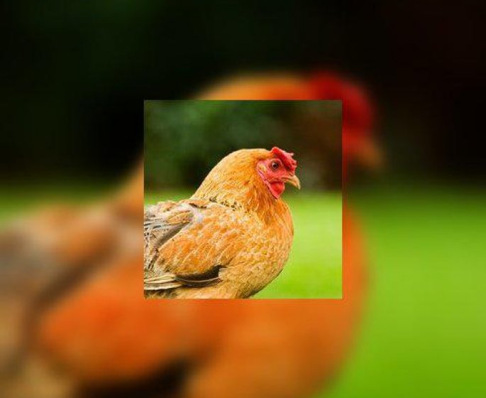 Veau, vache, cochon, poulet, comment choisir sa viande ?