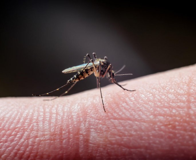 Piqure de moustique : les pommades a choisir en cas d-allergie