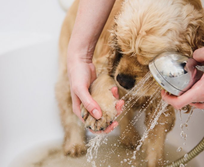 Coronavirus : il ne faut surtout pas desinfecter votre chien ou votre chat 