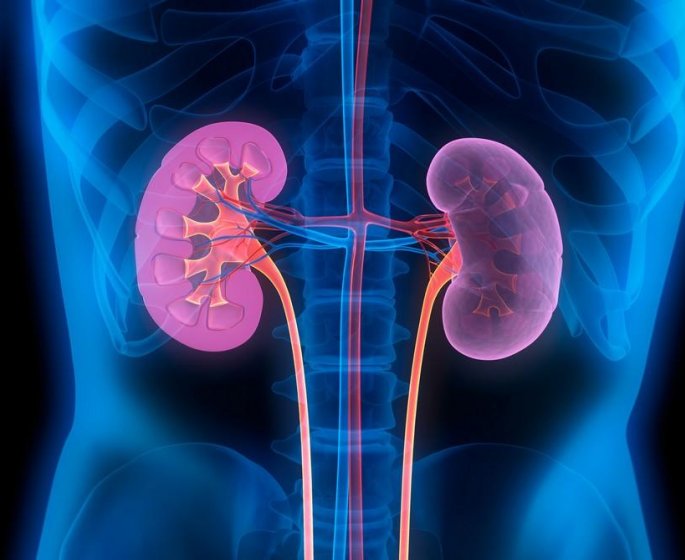 Lithiases (calculs) : la prevention est-elle efficace ?