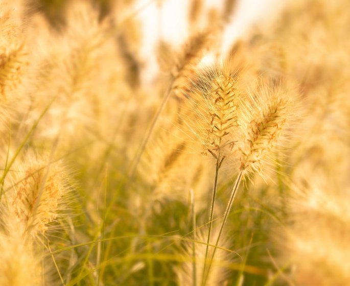 Allergie au pollen : le calendrier de chaque allergene