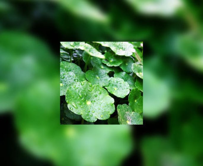 Centella asiatica (herbe du tigre) : bonne pour la peau