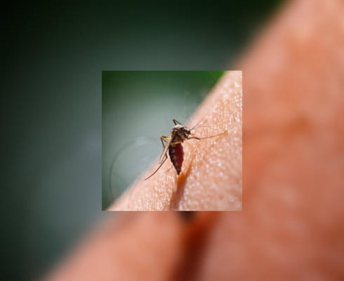 Chikungunya : faut-il avoir peur des piqures de moustique en France metropolitaine ?