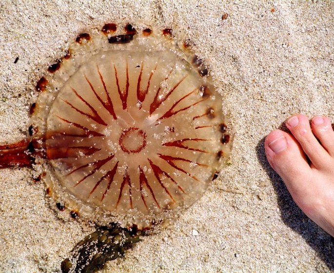 Que risque-t-on sur une plage ?
