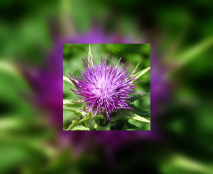 Phytotherapie : se detoxifier avec 4 plantes