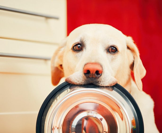 Sante du chien : quelle alimentation apres une pancreatite ?