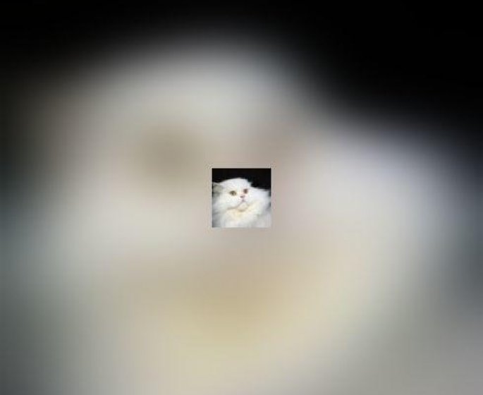 Dormir avec son chat : de bonnes nuits en perspective ?