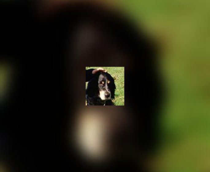 Crottes d-animaux : un mets de choix pour votre chien ?