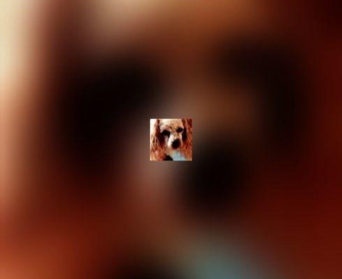 Mon chien a de mauvaises habitudes !