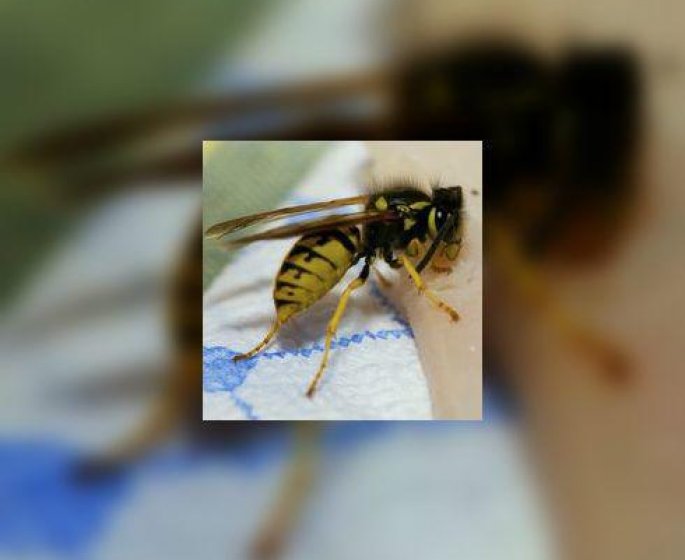 L’allergie a la piqure d’abeille, de guepe : potentiellement grave