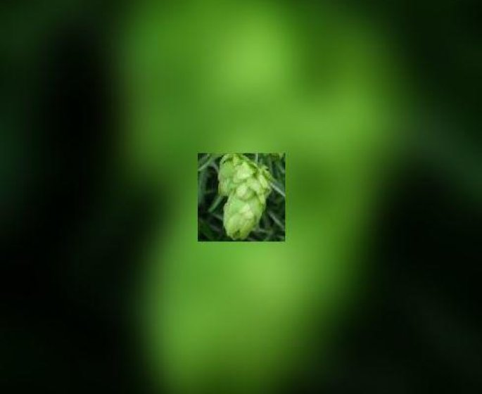 Le houblon et ses proprietes