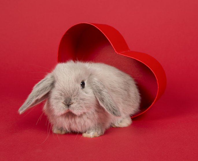 Orgasme feminin : une etude sur les lapins aurait resolu son mystere