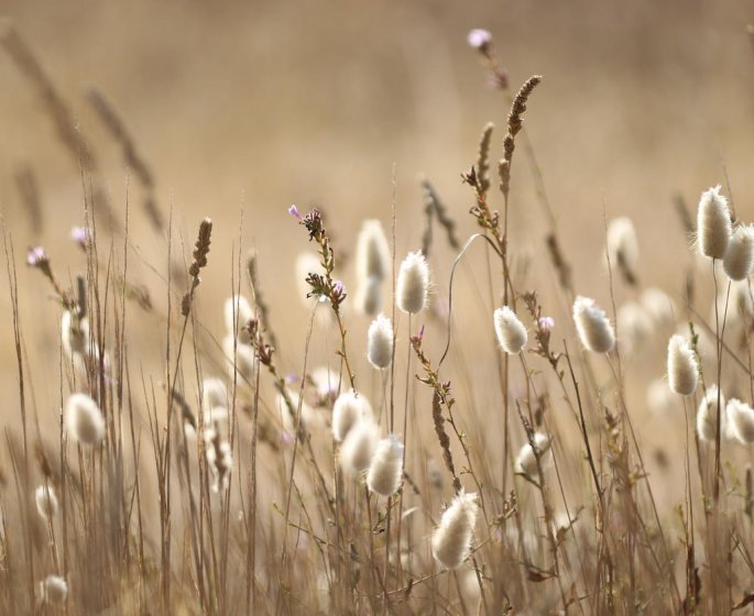 Allergie aux graminees : les mois les plus a risque