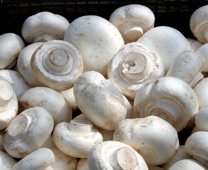 Champignons farcis au fromage blanc
