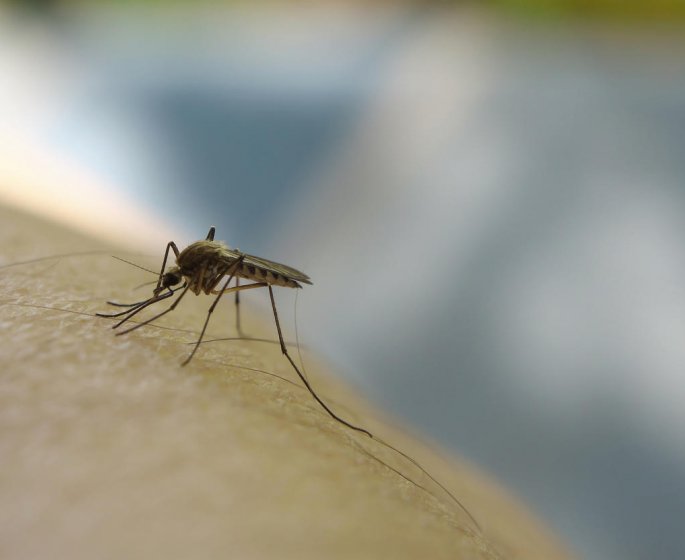 Piqure de moustique : comment savoir si l-on est allergique ?