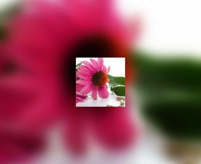 Quelles plantes contre quels maux ?