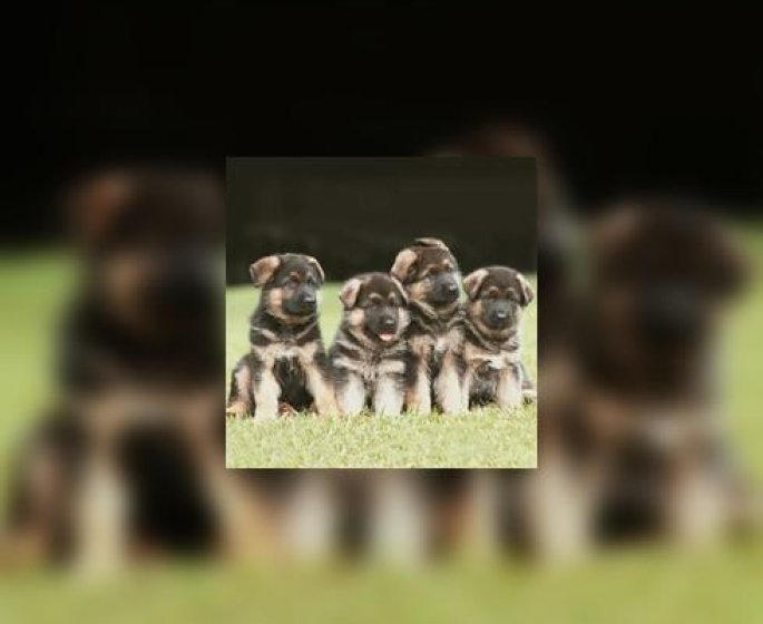 Une portee de chiots chez soi ? Une reflexion s-impose !